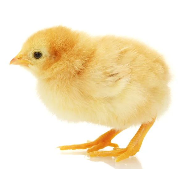 Güzel küçük tavuk üzerinde beyaz izole — Stockfoto