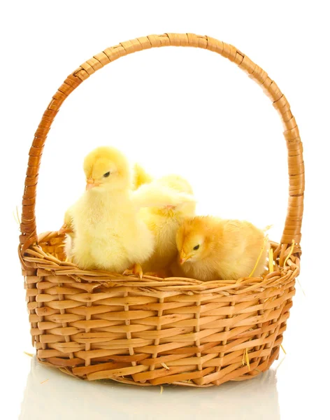 Lindas galinhas pequenas em cesta isolada no branco — Fotografia de Stock