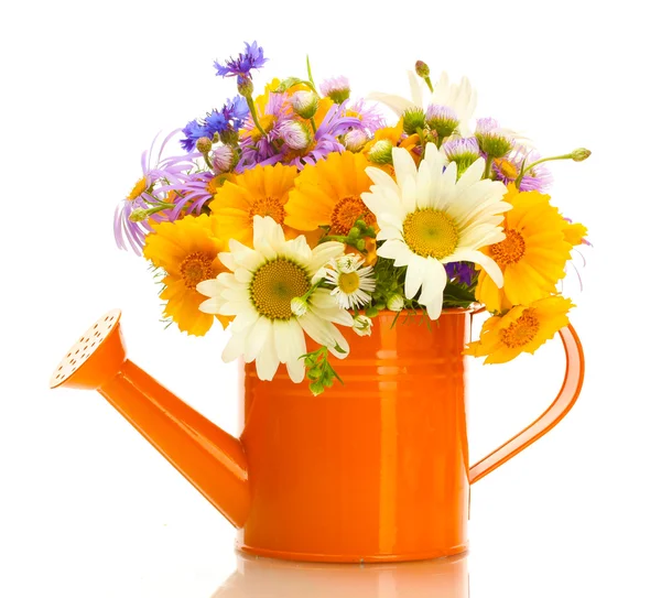Beautiful bouquet of bright wildflowers in watering can, isolated on white — Stock Photo, Image