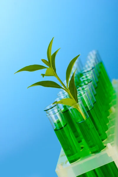 Test-tubes with a green solution and the plant on blue background close-up — Stock Photo, Image
