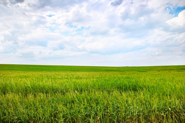stock image Green wheat field