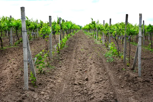 stock image Young vineyard