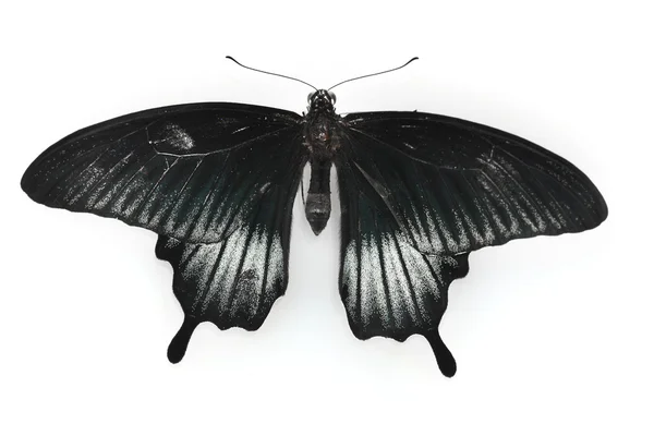Černý motýl izolovaných na bílém — Stock fotografie