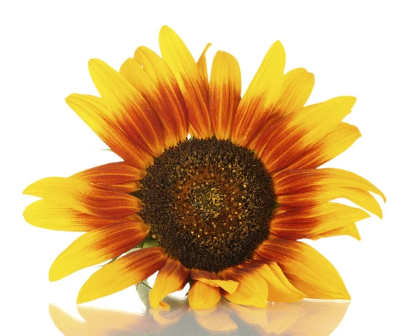 Beautiful sunflowers , isolated on white — Stock Photo, Image