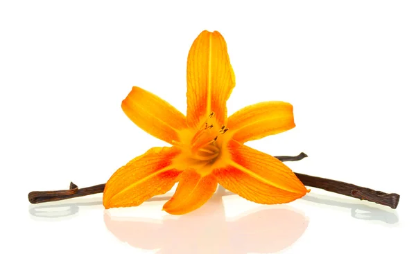Çiçekli beyaz izole vanilya pods — Stok fotoğraf
