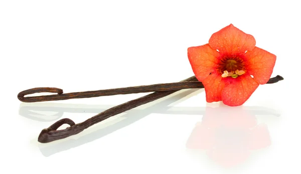 Vainas de vainilla con flor aislada en blanco — Foto de Stock