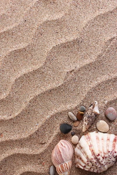 貝殻の背景の多くのビーチ — ストック写真