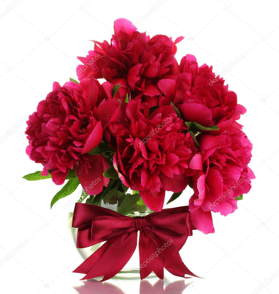Beautiful pink peonies in glass vase with bow isolated on white