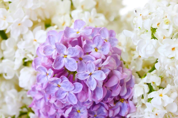 Flores lila sobre fondo blanco de cerca — Foto de Stock