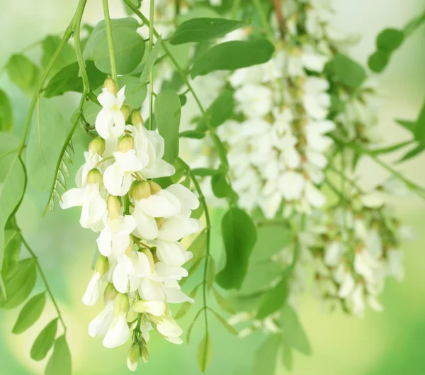 stock image Branch of white acacia flowers on green background