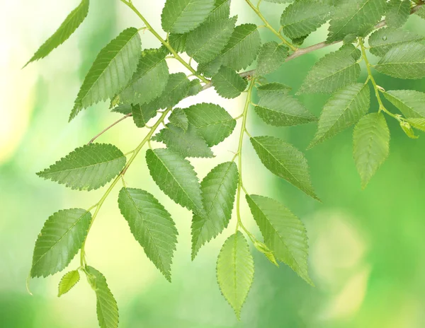 Bellissimo ramoscello verde su sfondo verde — Foto Stock