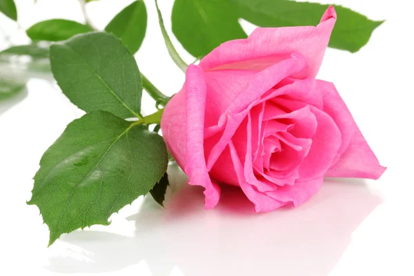 하얀 장미만 홀로 있는 아름다운 장미 — 스톡 사진