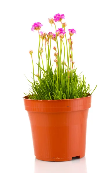Pink flowers in pot isolated on white — Stock Photo, Image