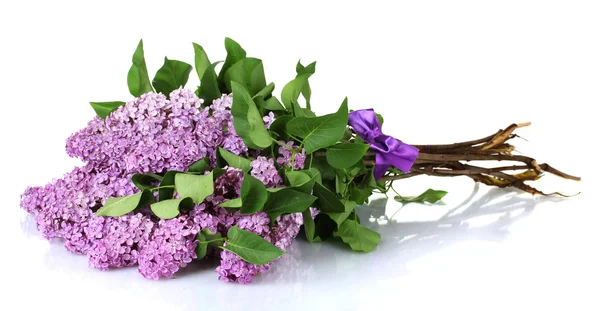 Beautiful lilac flowers isolated on white — Stock Photo, Image