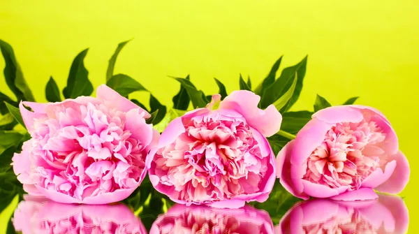 Três peônias cor-de-rosa no fundo verde — Fotografia de Stock