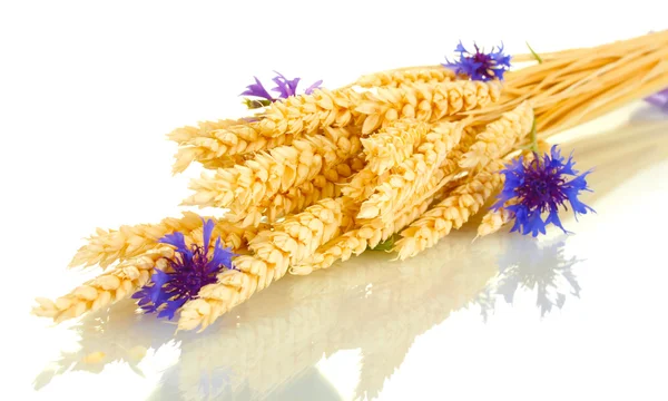 小麦と白で隔離されるコーンフラワーの耳 — ストック写真