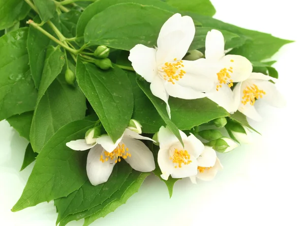 Vackra jasmine blommor med blad isolerad på vit — Stockfoto