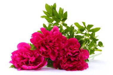 güzel pembe peonies üzerinde beyaz izole