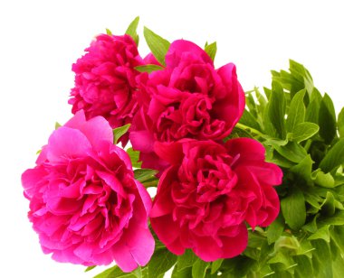 güzel pembe peonies üzerinde beyaz izole