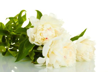 güzel peonies üzerinde beyaz izole