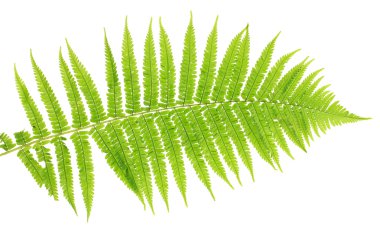 Fern on white background close-up clipart