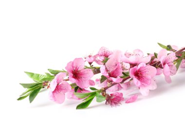 Beautiful pink peach blossom isolated on white clipart