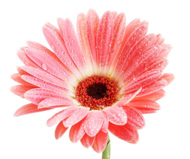 damla üzerinde beyaz izole güzel pembe gerbera