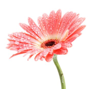 damla üzerinde beyaz izole güzel pembe gerbera