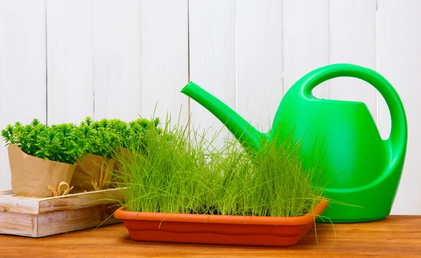 緑の草、植木鉢、木製白地に水まき缶 — ストック写真