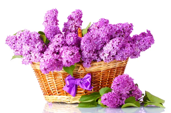 Beautiful lilac flowers in basket on purple background — Stock Photo, Image