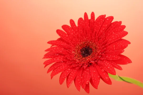 Gerbera piękny na czerwonym tle z bliska — Zdjęcie stockowe