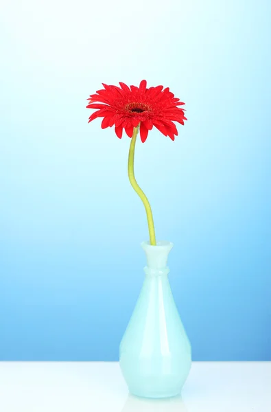 파란색 배경 클로즈업에 꽃병에 아름 다운 붉은 거 베라 — 스톡 사진