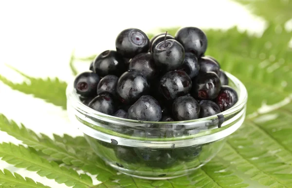 Transparent bowl with ripe blueberries on fern close-up — Stock Photo, Image