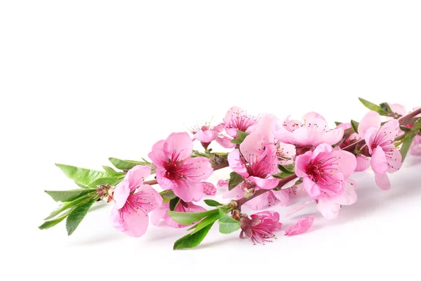 Όμορφο ροζ απομονωθεί σε λευκό άνθος ροδάκινο — Φωτογραφία Αρχείου