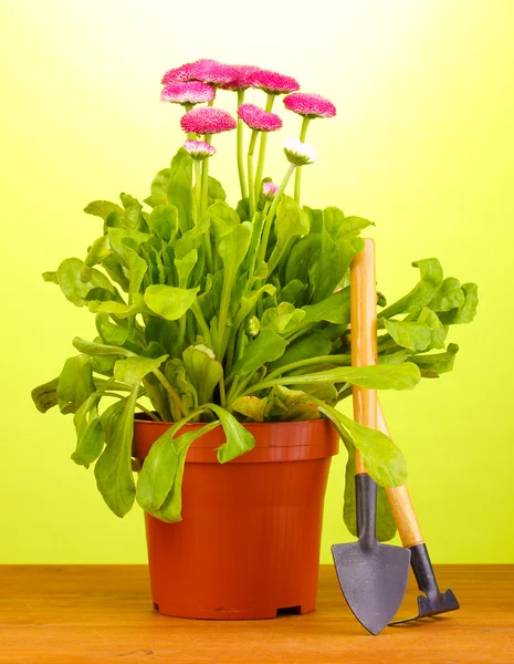 Rosa blommor i kruka med instrument på träbord på grön bakgrund — Stockfoto