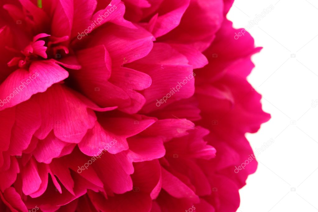 Beautiful pink peony close up isolated on white