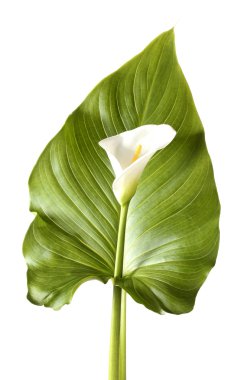 Beyaz calla yaprak üzerinde beyaz izole