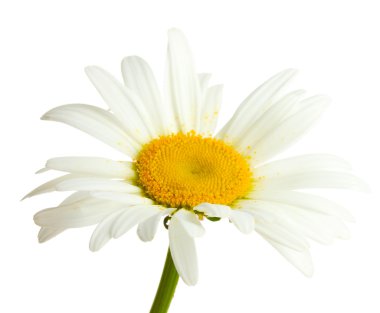 beyaz izole güzel papatya çiçeği