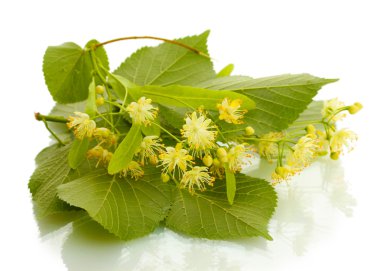 Branch of linden flowers isolated on white clipart