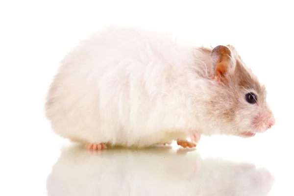 Hamster bonito comendo sementes de girassol isolado branco — Fotografia de Stock