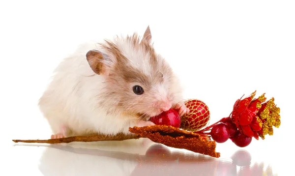 Schattige hamster voor- en najaar twig geïsoleerde Wit — Stockfoto