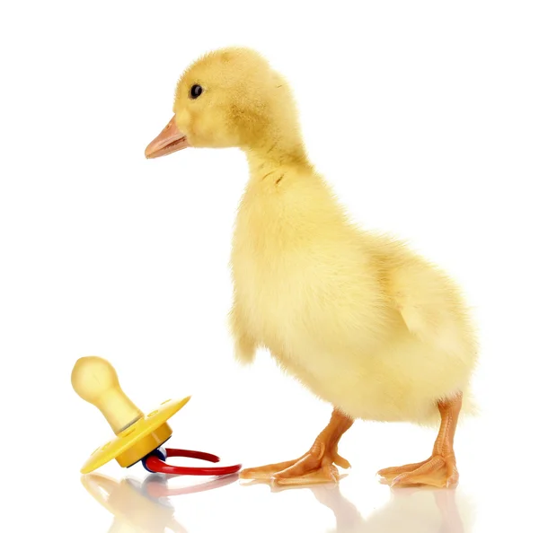 Duckling and baby's dummy isolated on white — Stock Photo, Image