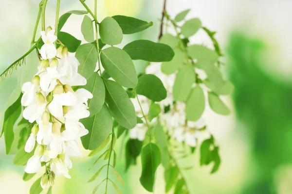 Branch of white acacia flowers on green background — Stock Photo, Image