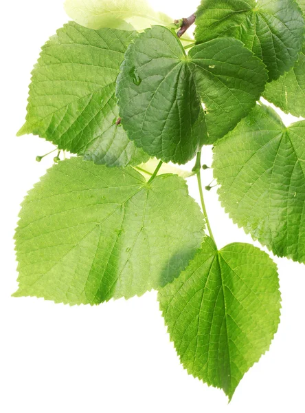 Lindengrüne Blätter isoliert auf weißem Grund — Stockfoto