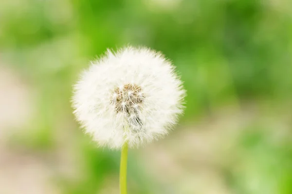 White dandelion on green background — Stock Photo, Image
