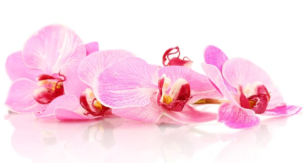 Красивая цветущая орхидея, изолированная на белом — стоковое фото