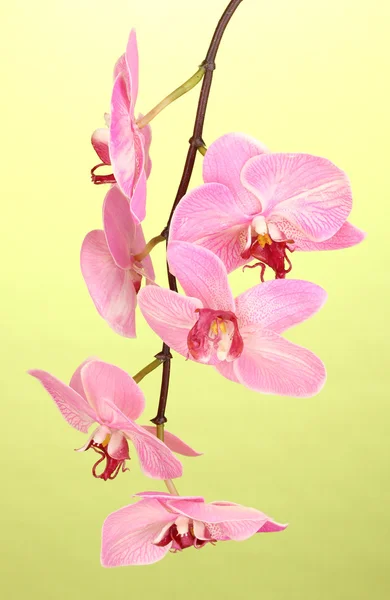 Vackra blommande orkidé på grön bakgrund — Stockfoto