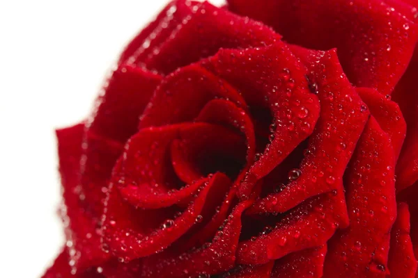 白で隔離される滴と美しい赤いバラ — ストック写真