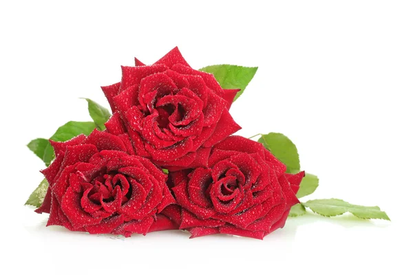 Trois belles roses rouges avec des gouttes isolées sur blanc — Photo