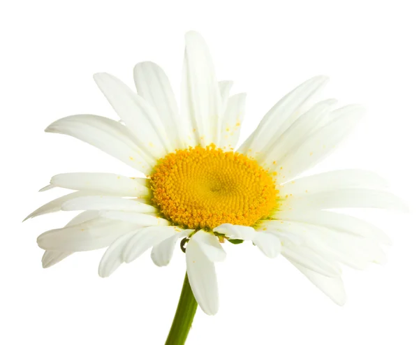 Vackra daisy blomman isolerad på vit — Stockfoto